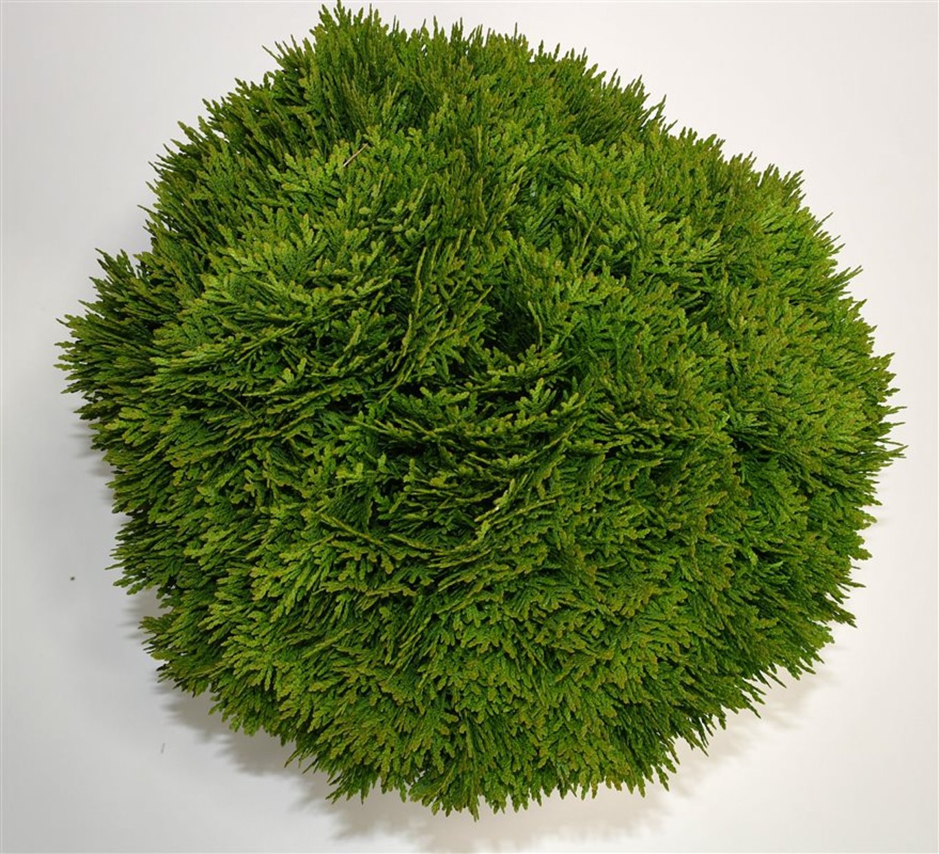 Thuja occ. 'Danica' - C7,5 40-45 CM
